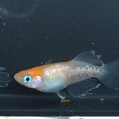 【発送可】極上 ハイビスカス メダカ 若魚の画像