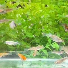 おまかせミックス10匹＋α