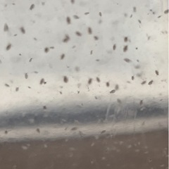 タマミジンコの画像