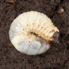 カブトムシ幼虫