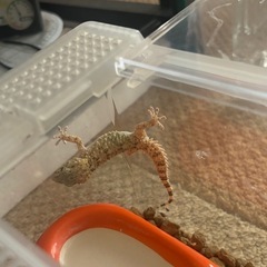 受付終了ムーアカベヤモリ　爬虫類