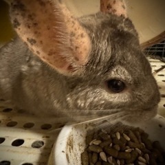 チンチラ　ベージュ