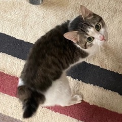猫　里親探してます　里親決まりました。 - 八王子市