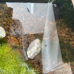 相談中です🙇‍♀️　めだか　楊貴妃　100円/1匹　10匹限定で...