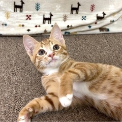 募集を停止させてもらっています。