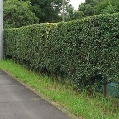 急募です！まきの木の生け垣を平らに整えてくれる方いませんか？