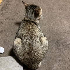 動物病院を教えてください。