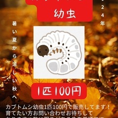 【カブトムシ幼虫1匹100円販売してます】