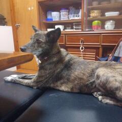 琉球犬メス5歳