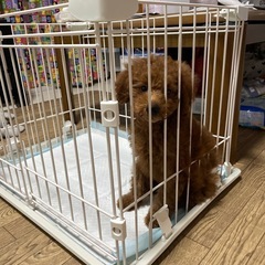 トイプードル　タイニー　オス　３ヶ月　仔犬