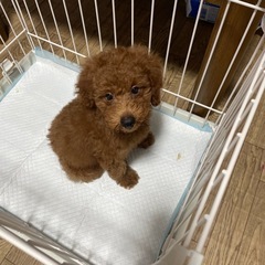 トイプードル　タイニー　オス　３ヶ月　仔犬 - 御坊市