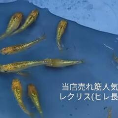 【動画】レクリス(ヒレ長)店頭販売します‼️♢名古屋改良メ…
