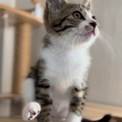 里親様決定しました⭐︎リンクスティップのお耳がチャームポイントの...