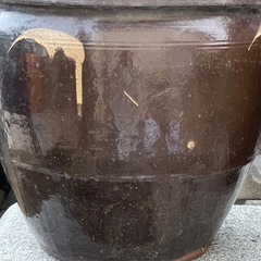 カメ　メダカ　入れの画像