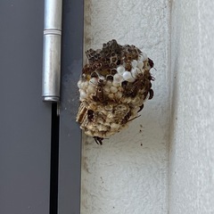 お家に出来た蜂の巣駆除 - 害虫/害獣駆除