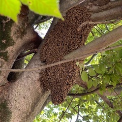 お家に出来た蜂の巣駆除 − 埼玉県