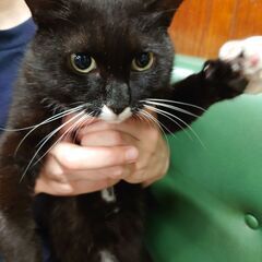 タキシード柄の白黒猫の里親様募集です - 猫