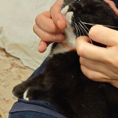タキシード柄の白黒猫の里親様募集です − 沖縄県