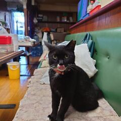 タキシード柄の白黒猫の里親様募集です - 里親募集