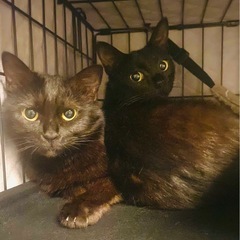 黒猫の親子🐈‍⬛🐈‍⬛ずっとのお家探してます（ ; ; ）