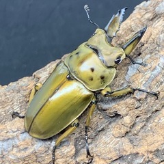 ババオウゴンオニクワガタ　♂単品