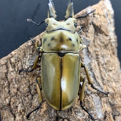 ババオウゴンオニクワガタ　♂単品の画像