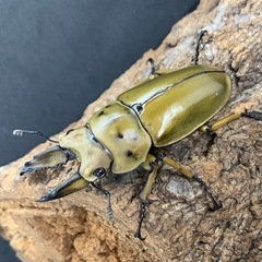 ババオウゴンオニクワガタ　♂単品の画像
