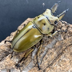 ババオウゴンオニクワガタ　♂単品の画像