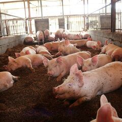 《 日払い可 》養豚場でブタの飼育・管理【宇治駅】