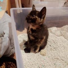 離乳しました　トータシェルブラック　メス - 伊勢市