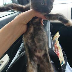 離乳しました　トータシェルブラック　メス − 三重県