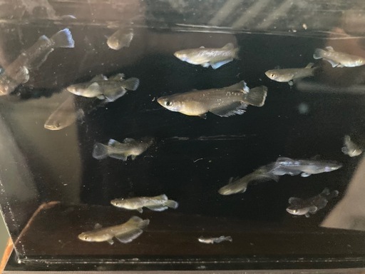 夢中メダカ様血統　フロマージュ　若魚10匹