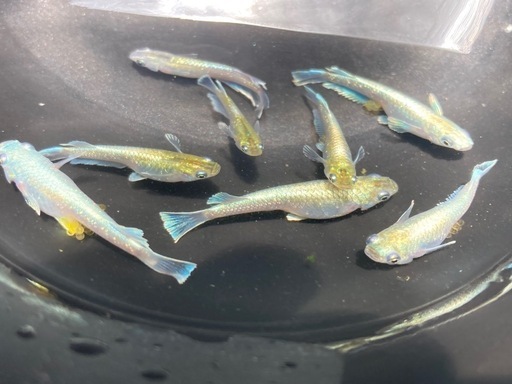 夢中メダカ様血統　マリアージュキッシングワイドフィン　若魚10匹