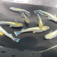 夢中メダカ様血統　マリアージュキッシングワイドフィン　若魚10匹