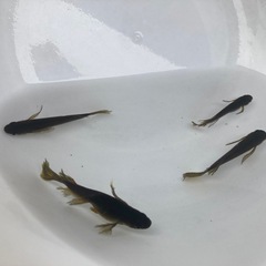 サタン　若魚20匹の画像