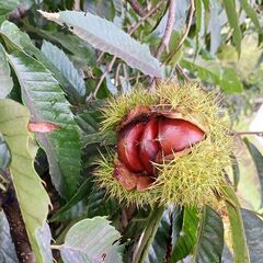 生栗　天日干し済み　500gから
