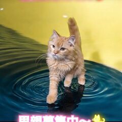 10/6(日)譲渡会。生後3ヵ月ラガマフィン♂レッドタビー(⋈◍...