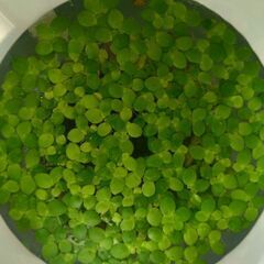 メダカの水草