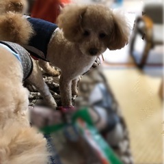 トイプードル　2匹 - 曽於市