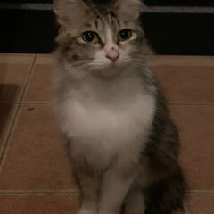 この猫について何かご存知の方いませんか？