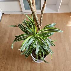ドラセナ　ワーネッキー　レモンライム　150センチ位　8号の画像