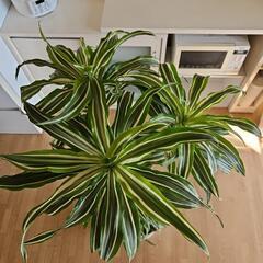 ドラセナ　ワーネッキー　レモンライム　150センチ位　8号の画像
