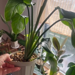 観葉植物　オーガスタ