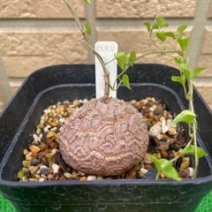 アフリカ亀甲竜「冬型塊根植物」