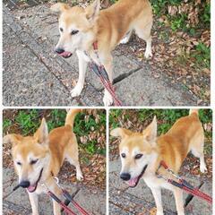 緊急で　新しい家族を探しています - 犬