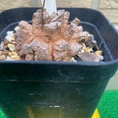 アフリカ亀甲竜「冬型塊根植物」