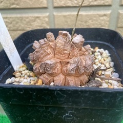 アフリカ亀甲竜「冬型塊根植物」の画像