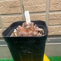 アフリカ亀甲竜「冬型塊根植物」の画像