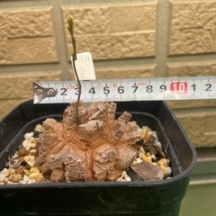 アフリカ亀甲竜「冬型塊根植物」の画像