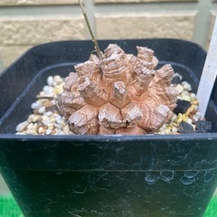 アフリカ亀甲竜「冬型塊根植物」の画像